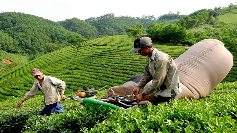 Chè Việt Nam còn nhiều cơ hội đẩy mạnh xuất khẩu. 