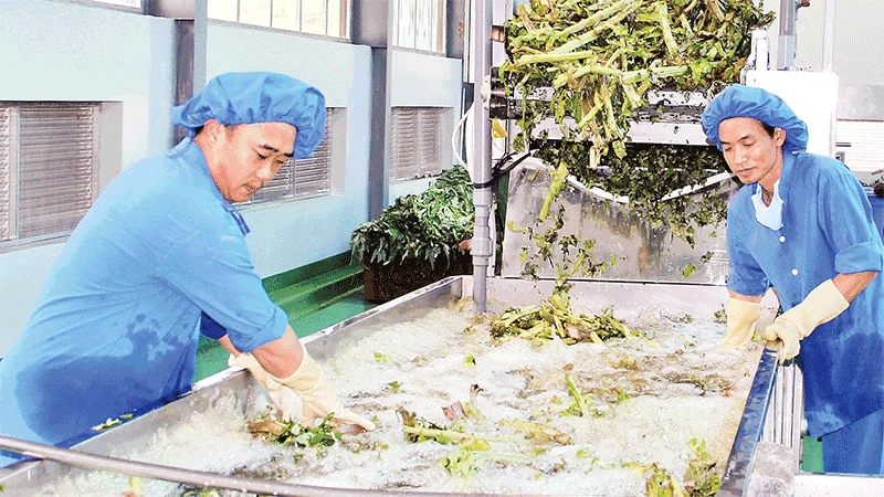 Quy trình sản xuất sản phẩm atisô tại nhà máy của Ladophar ở khu công nghiệp Phú Hội.