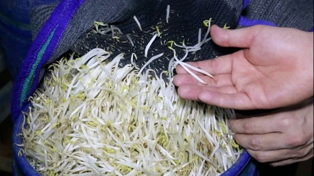 Giá đỗ ngâm, tưới "nước kẹo" thân đều, mập, không có rễ hoặc rễ ngắn, màu trắng bóng. 