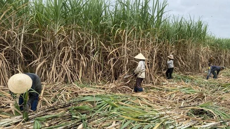  Thu hoạch mía tại huyện Sông Hinh, Phú Yên. Ảnh: TRÌNH KẾ.