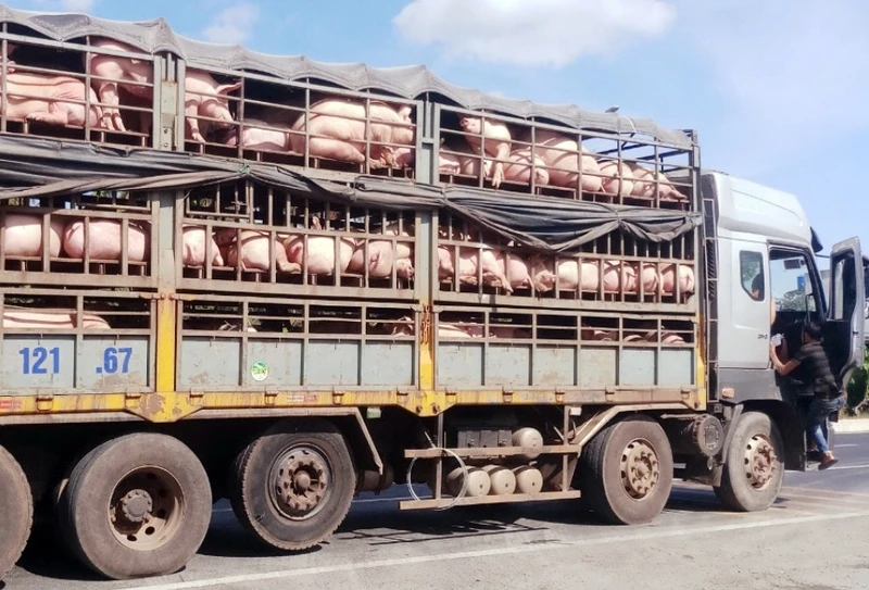 Tăng cường kiểm soát lưu thông, kịp thời phát hiện các trường hợp buôn bán, vận chuyển lợn trái phép. Nguồn: Internet 