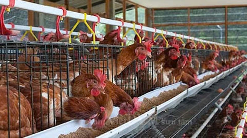 Hiệp hội Gia cầm Việt Nam kiến nghị cơ quan chức năng vào cuộc việc tung thông tin thất thiệt về "trứng gà giả".
