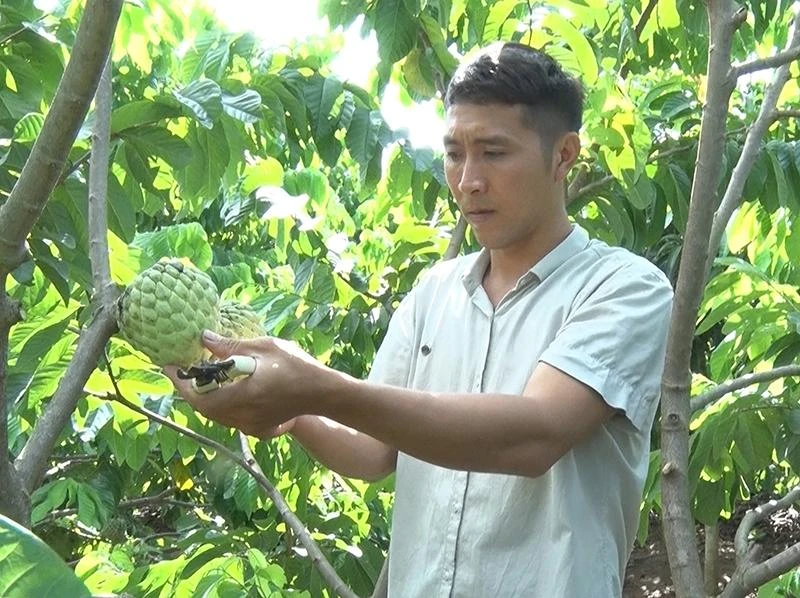 Mô hình na Thái ghép na bản địa cho hiệu quả kinh tế cao của nông dân Bùi Văn Lộc.