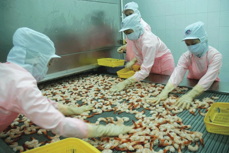 Tập đoàn Thủy sản Minh Phú là một trong những đơn vị có sản lượng tôm xuất khẩu lớn. Ảnh: HOÀNG ANH