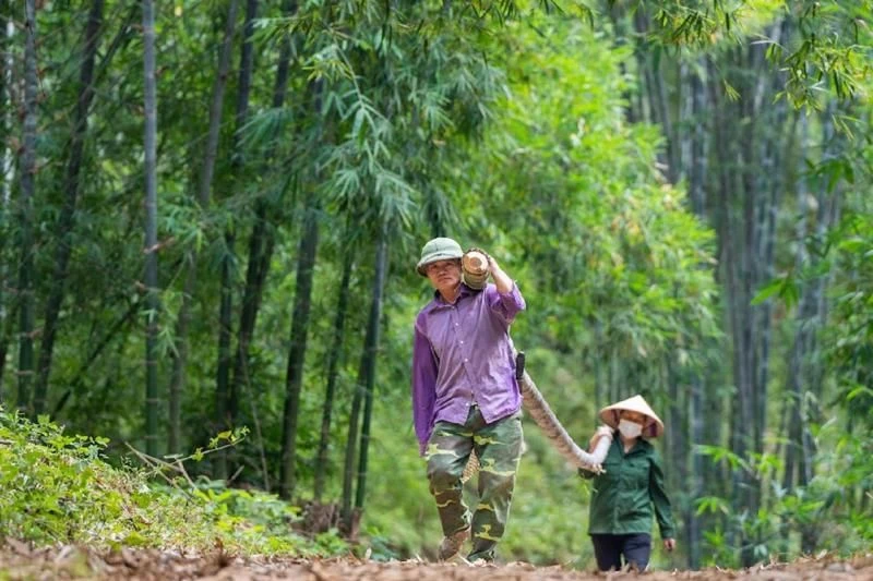 Nhờ tham gia chuỗi giá trị, người nông dân trồng, khai thác tre đã tăng đáng kể thu nhập. Nguồn: OXFAM