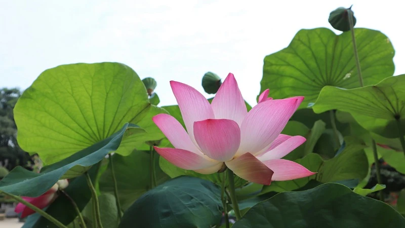 Hoa sen hội tụ các yếu tố vừa đời thường lại vừa cao quý, tựa như con người vừa giản dị nhưng thanh cao của Bác.