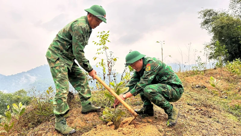 Tết trồng cây năm nay được Đồn Biên phòng Tam Quang phát động vào ngày 4/2. Hàng trăm cây keo và nhiều loại cây khác đã được cán bộ, chiến sĩ đơn vị trồng ở các khu vực đồi trống, đất dốc…