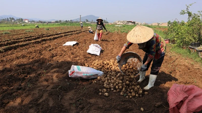 Cây khoai tây phù hợp khí hậu, thổ nhưỡng huyện Diễn Châu.