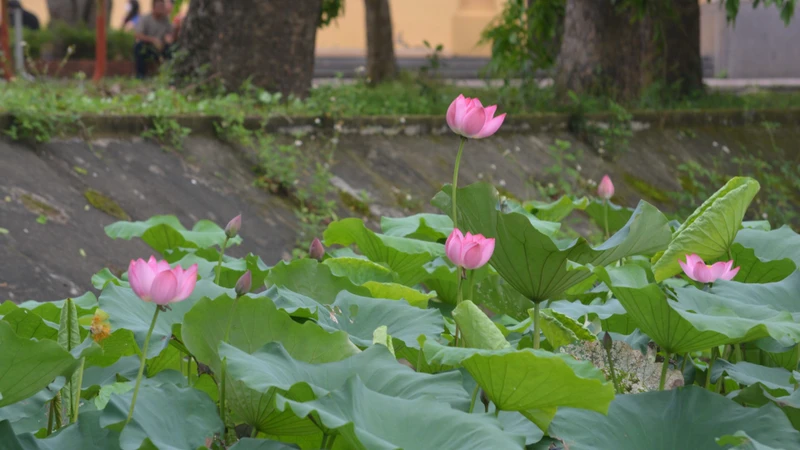 Hoa sen hội tụ các yếu tố vừa đời thường lại vừa cao quý.