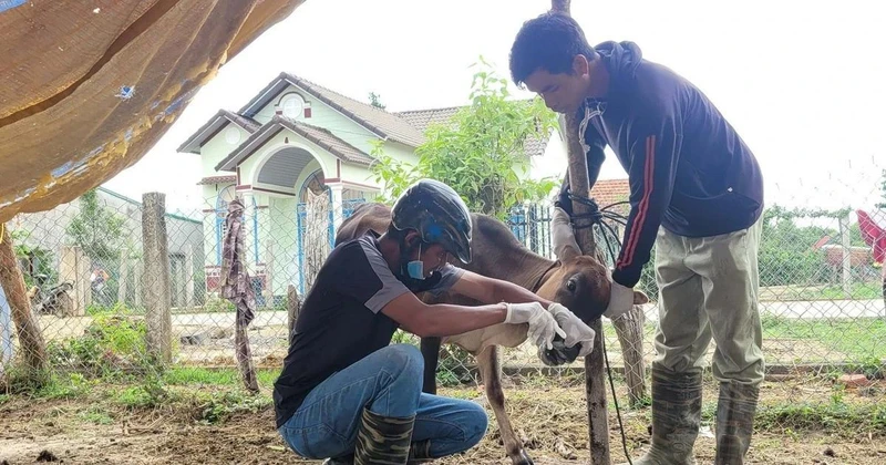 Gia đình anh Diu ở làng Bông Pim, xã Đak Jơ Ta, huyện Mang Yang (Gia Lai) có 9 con bò, bê bị mắc bệnh lở mồm long móng. (Ảnh: TTXVN)