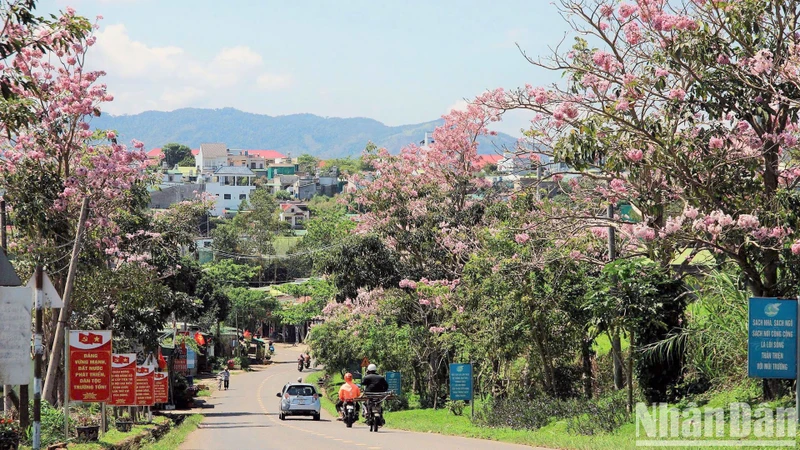 Bảo Lộc mùa hoa hồng phấn. (Ảnh: VĂN BẢO)