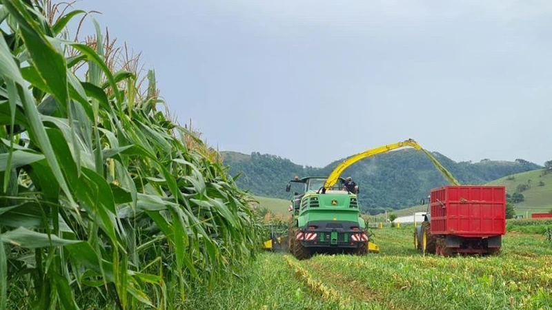 Trang trại nông nghiệp hữu cơ của Công ty Vinamilk tại tỉnh Xiengkhouang, Lào. (Ảnh: Hải Tiến)
