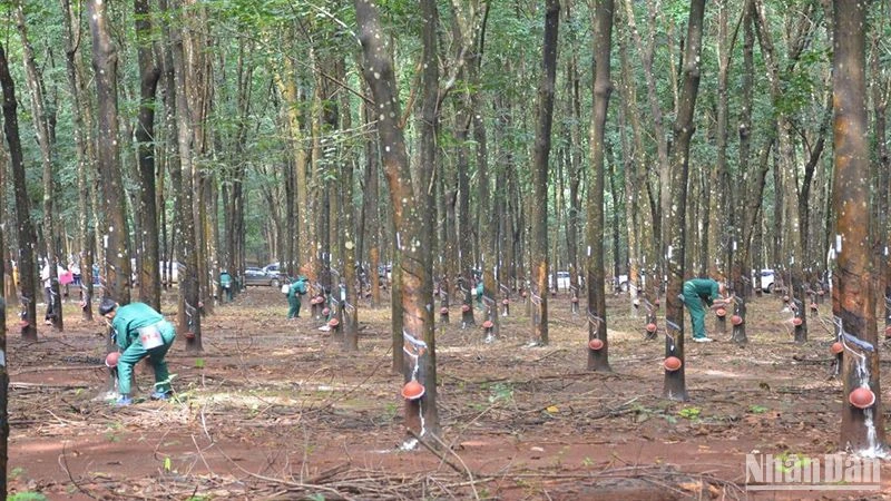 Cao su là một trong những sản phẩm nông nghiệp xuất khẩu chính của Lào. (Ảnh: Hải Tiến)