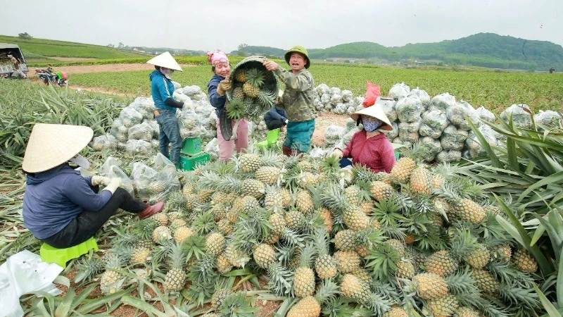 Nông dân huyện Quỳnh Lưu làm chủ kỹ thuật trồng rải vụ, cho nên dứa được thu hoạch ở nhiều thời điểm, giá cao.