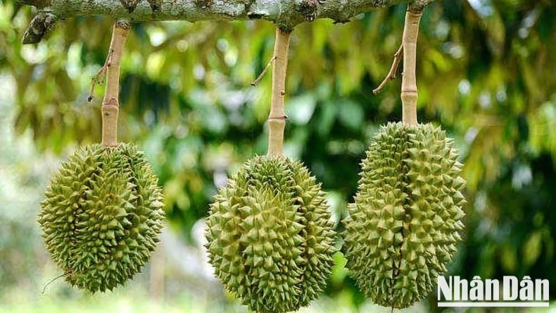 Ảnh minh họa. (Ảnh: HNV)