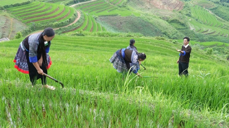 Bí thư Lù A Dờ hướng dẫn bà con trồng lúa nước trên ruộng bậc thang.