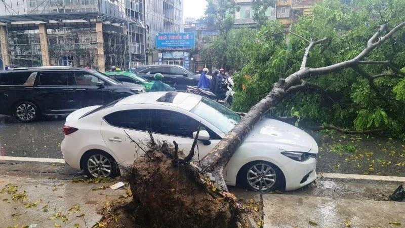 Cây đổ đè trúng ô-tô đang dừng đỗ. (Ảnh: NGỌC KHÁNH)