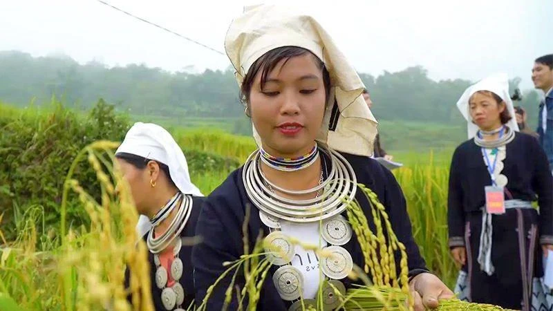 Thi thu hoạch lúa tại ruộng bậc thang Làng văn hóa du lịch cộng đồng thôn Khâu Tràng.