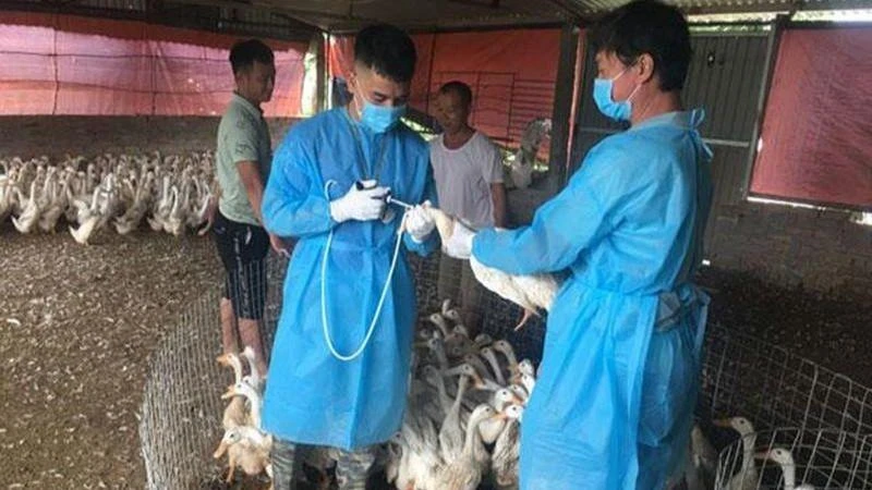 Cán bộ thú y Hà Nội tiêm phòng vaccine cho đàn gia cầm để phòng, chống dịch cúm gia cầm. (Ảnh: DUNG THU)