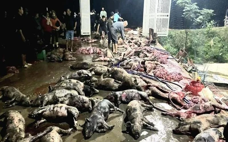 Người dân đến giúp phân loại, mổ thịt cấp đông và mua ủng hộ.