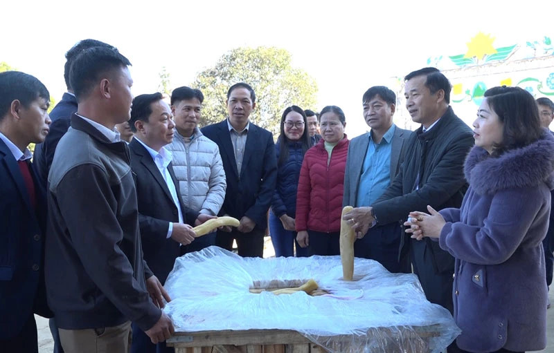 Sản phẩm củ cải muối được xuất khẩu sang Nhật Bản.