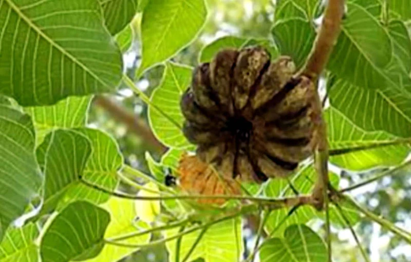  Quả cây ngô đồng.