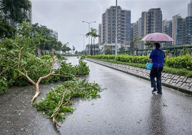 Cây cối gãy đổ khi bão Saola đổ bộ vào Tseung Kwan O, Hồng Kông (Trung Quốc) ngày 2/9. (Ảnh: AFP/TTXVN)