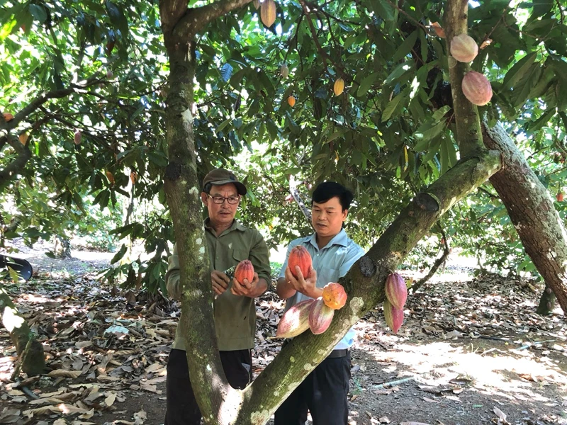 Nông dân xã Đức Liễu (huyện Bù Đăng, Bình Phước) trồng ca cao dưới tán điều theo hướng hữu cơ và kinh tế tuần hoàn cho thu nhập cao. (Ảnh: CTV)