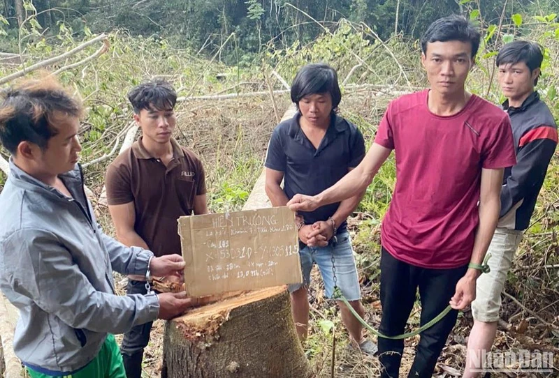 Các đối tượng liên quan vụ phá rừng tại tiểu khu 287 dựng lại hiện trường.