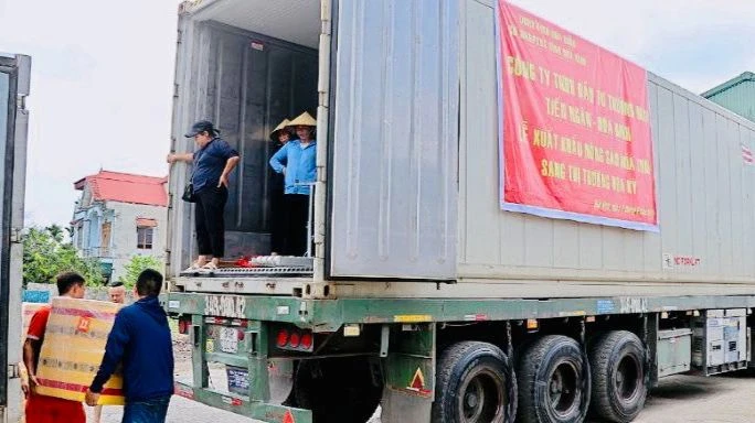 Mía tươi Hòa Bình được sơ chế theo đúng quy trình trước khi xuất khẩu.