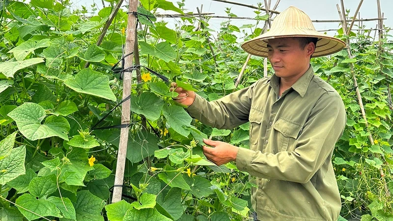 Mô hình canh tác sử dụng kết hợp phân bón hữu cơ và vô cơ tại xã Tân Dĩnh, huyện Lạng Giang (Bắc Giang). (Ảnh: ANH THƯ)