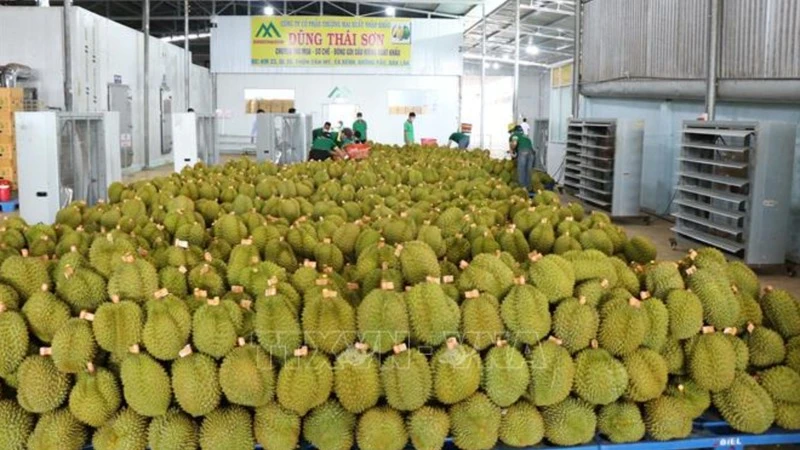 Xuất khẩu sầu riêng sang Trung Quốc. (Ảnh: TTXVN)