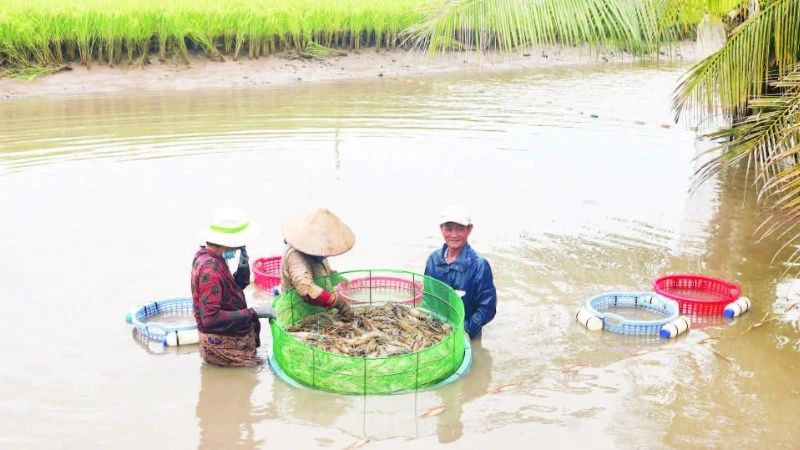 Trồng lúa kết hợp nuôi tôm càng xanh, mô hình sản xuất nông nghiệp sạch, thân thiện với môi trường của huyện Châu Thành, tỉnh Trà Vinh.