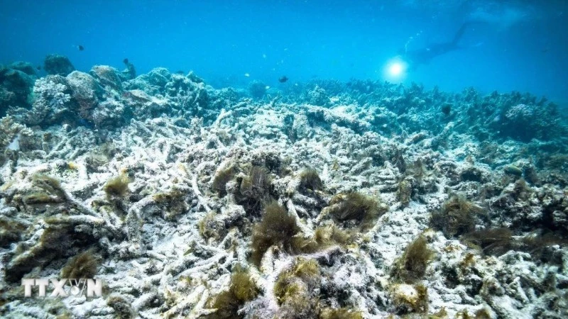 Rạn san hô Great Barrier ở Australia. (Ảnh: Kyodo/TTXVN)
