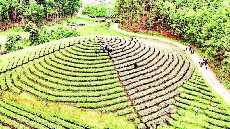 Du lịch nông nghiệp gắn với vùng chè góp phần thu hút du khách đến Thái Nguyên.