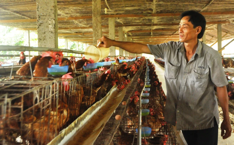 Nhờ có nguồn vốn chính sách ưu đãi, nhiều hộ chăn nuôi ở xã Hòa Tịnh, huyện Chợ Gạo, tỉnh Tiền Giang, đã vượt qua khó khăn.