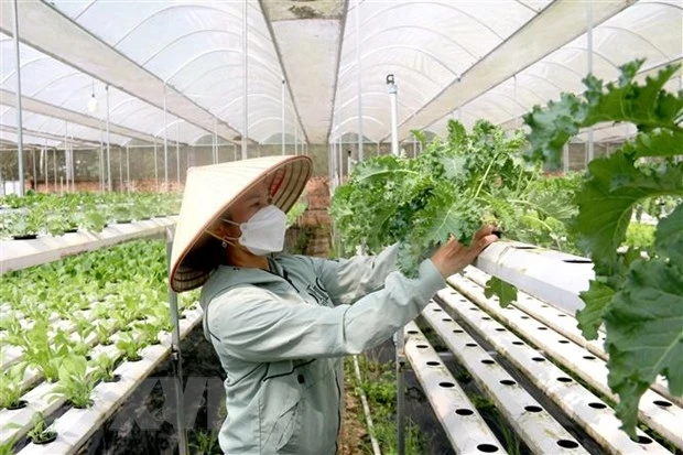 Hỗ trợ hợp tác xã do phụ nữ tham gia quản lý và tạo việc làm cho lao động nữ. (Ảnh minh họa: VGP) 