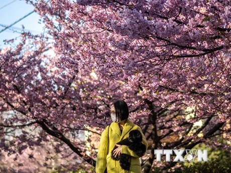 Hoa anh đào nở rộ tại Miura, tỉnh Kanagawa, Nhật Bản, ngày 27/2/2023. (Ảnh: AFP/TTXVN)