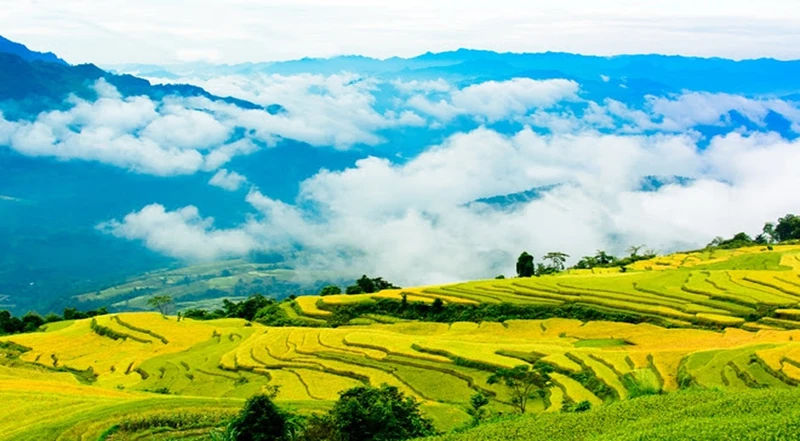 Ruộng bậc thang Hồng Thái vào mùa lúa chín. (Ảnh: mytuyenquang.vn)