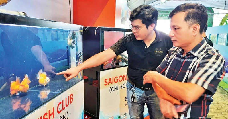 Người dân chiêm ngưỡng cá cảnh tại Hội thi cá cảnh Thành phố Hồ Chí Minh năm 2022. 