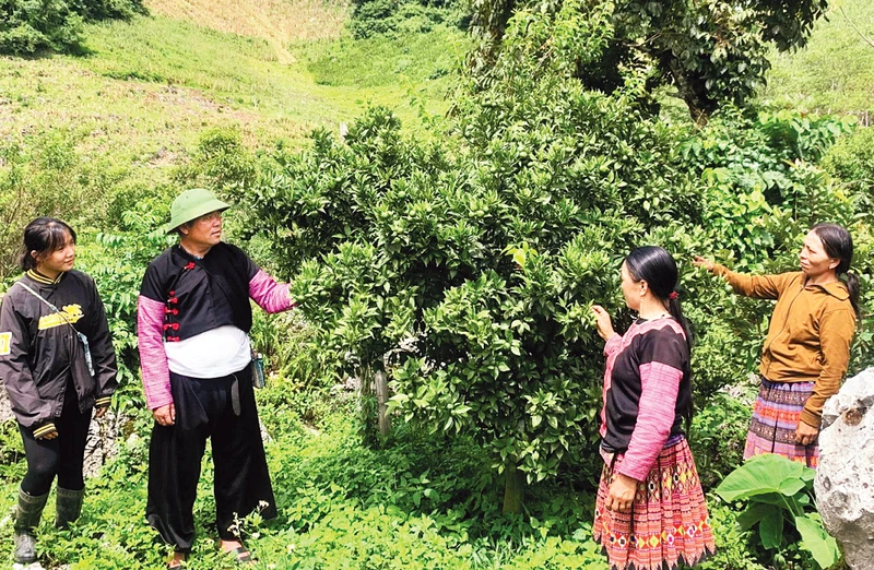 Ông Tráng A Cao hướng dẫn người dân cách chăm sóc cây ăn quả.