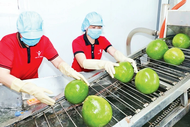 Trái cây tiếp tục đạt kim ngạch xuất khẩu cao trong quý I/2023. (Ảnh MINH HÀ)