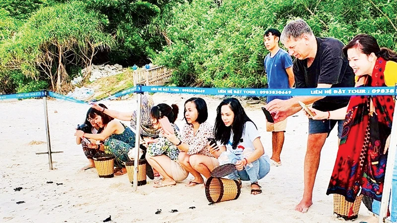 Du khách tham gia thả rùa con về biển.