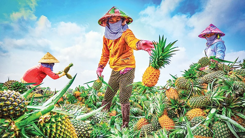 Thu hoạch khóm Cầu Đúc. (Ảnh Lý Anh Lam)