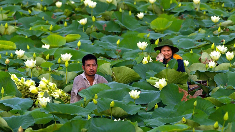 Vợ chồng kỹ sư Nguyễn Văn Thủy bên đầm sen đang được lai tạo.
