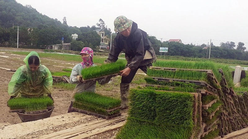 Chuẩn bị mạ cho máy cấy của Hợp tác xã dịch vụ nông nghiệp thị trấn Tân Thanh, huyện Thanh Liêm (Hà Nam).