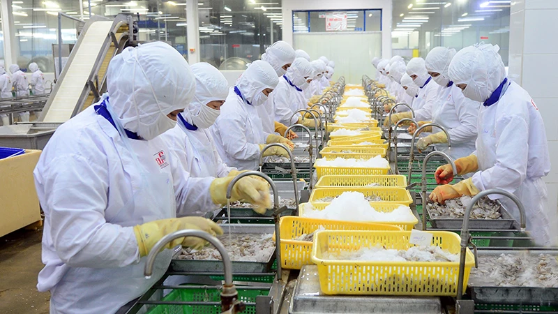 Chế biến thủy sản xuất khẩu ở Công ty cổ phần Thủy sản Cafatex (Hậu Giang). (Ảnh TRẦN QUỐC)