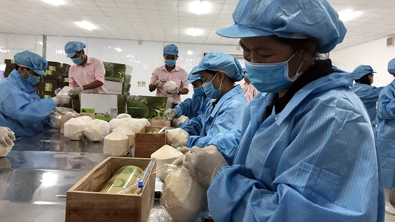 Sơ chế dừa tươi phục vụ xuất khẩu tại tỉnh Bến Tre. (Ảnh TRUNG LÊ)