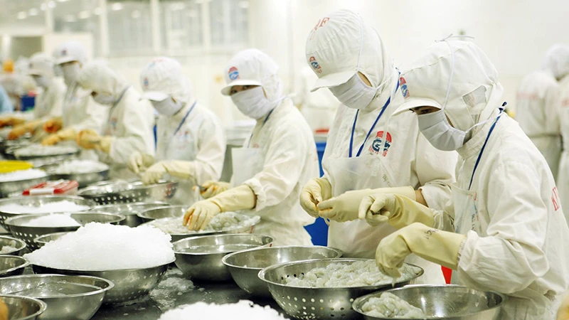 Chế biến tôm xuất khẩu tại Công ty cổ phần Chế biến thủy sản xuất nhập khẩu Kiên Cường (Kiên Giang). (Ảnh TRẦN TUẤN)