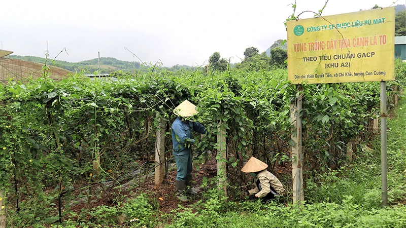 Công nhân Công ty cổ phần Dược liệu Pù Mát chăm sóc vườn dây thìa canh.